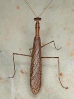 mantis thespid adulta foto
