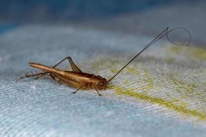 Brazilian Ground Cricket photo