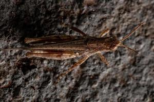 Stridulating Slant-faced Grasshopper photo