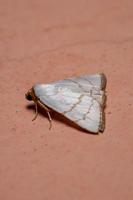 polilla de las alas en la pared foto