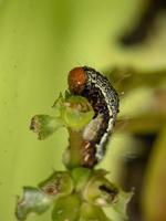 oruga comiendo una verdolaga común foto
