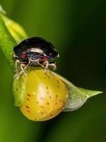 Brazilian Ebony Bug photo