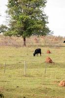 Typical Brazilian cattle photo