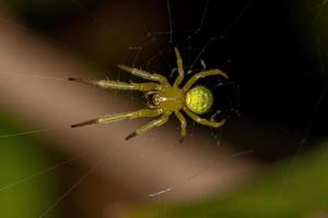 Small Green Orbweaver Spider photo