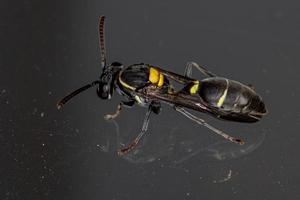 Adult Long-waisted Honey Wasp photo