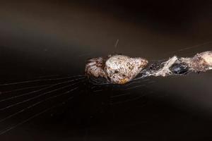 Brazilian Trashline Orbweaver photo