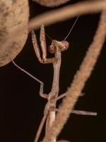 mantid pequeña brasileña foto