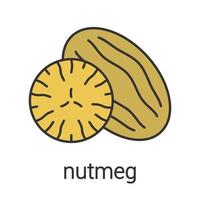 Nutmeg color icon. Isolated vector illustration