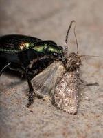 Caterpillar adulto escarabajo cazador depredando una polilla foto