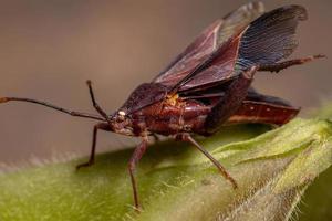 Adult Leaf-footed Bug photo