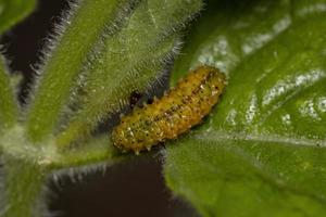 larvas de escarabajo pulga foto