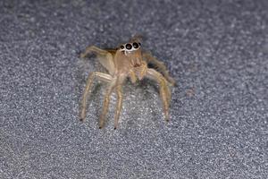 Brazilian Jumping Spider