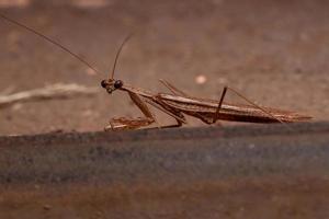 Male adult Thespid Mantis photo