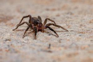 Brazilian Prowling Spider photo