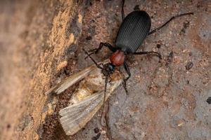 Escarabajo bombardero falso adulto depredando una polilla foto