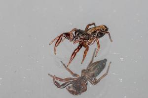 pequeña araña saltadora foto