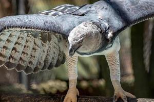 Harpy Eagle animal photo