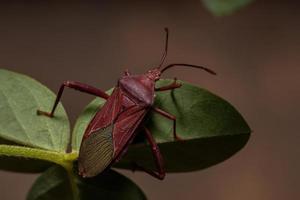 Adult Leaf-footed Bug photo