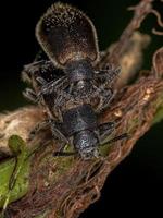 escarabajos adultos de articulaciones largas foto