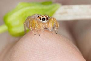 Adult Jumping Spider photo
