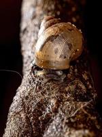 African Giant Snail photo