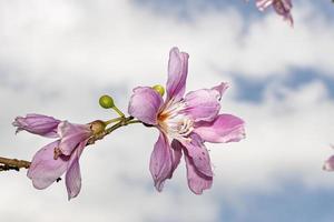 Silk Floss Tree photo