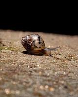 caracol gigante africano foto