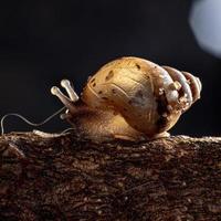 caracol gigante africano foto