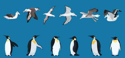 albatrosses and penguins large selection. bright characters vector