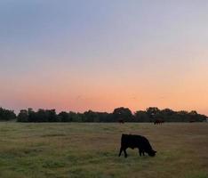 black angus cow calf grazing in a lush green pasture at sunrise with geese flying photo