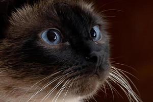 Siamese cat in close-up photo