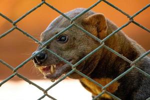 tayra animal salvaje foto