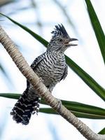 macho brasileño barrado antshrike foto