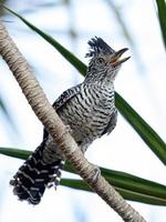 macho brasileño barrado antshrike foto