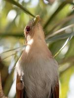 Brazilian Squirrel Cuckoo photo