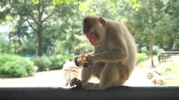 macaco comendo comida no zoológico video