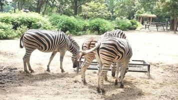 cebra comiendo comida en el zoológico video