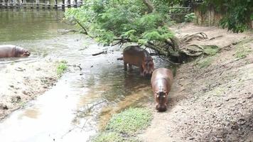 Hippopotamus walking in the zoo