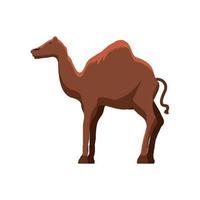 dromedary camel animal vector