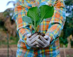 Gardener hand holding seedling cabbage vegetable in the organic farm photo