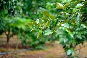 green leaves in the rain photo