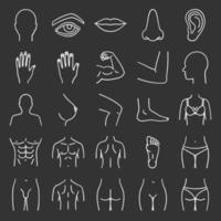 Conjunto de iconos de tiza de partes del cuerpo humano. anatomía. cuidado de la salud. ilustraciones de pizarra vector aislado