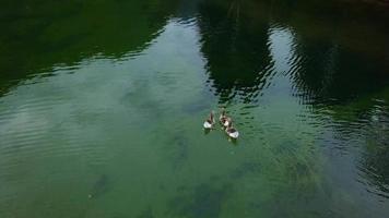Three ducks in a lake filmed from above video