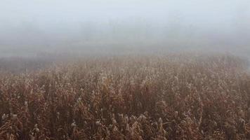 Plants in the foggy lake in winter video