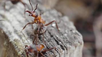 macro-opname van een houtmier formica rufa rechtop zittend op een oude boomstronk met open kaken. video