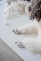 Paws of groomed bichon frise or poodle dog in salon photo