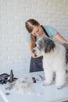 smiling woman grooming bichon frise dog in salon photo