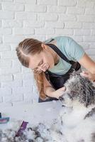 smiling woman grooming bichon frise dog in salon photo