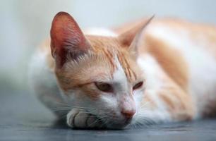 lindo gato en amarillo y blanco foto