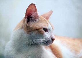 lindo gato en amarillo y blanco foto